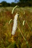 Sanguisorba parviflora. Соцветия. Приморский край, окр. г. Находка, падь Лебединая, сырой луг. 07.09.2013.