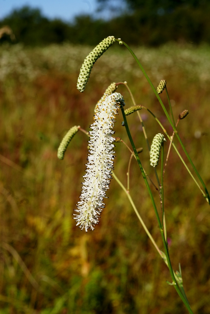 Изображение особи Sanguisorba parviflora.