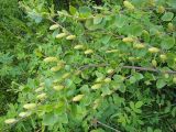 Betula fruticosa