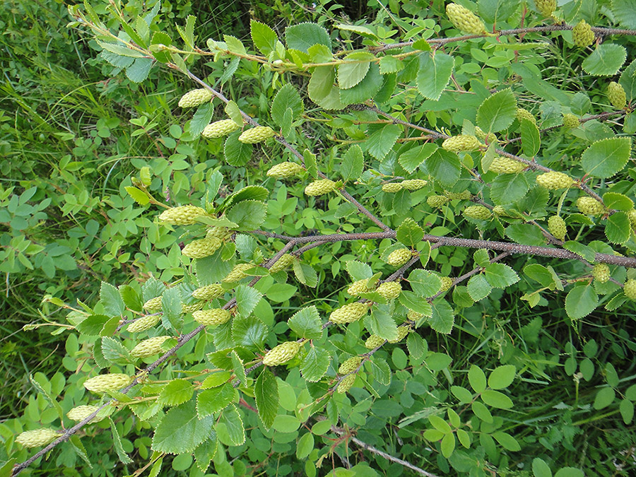 Изображение особи Betula fruticosa.