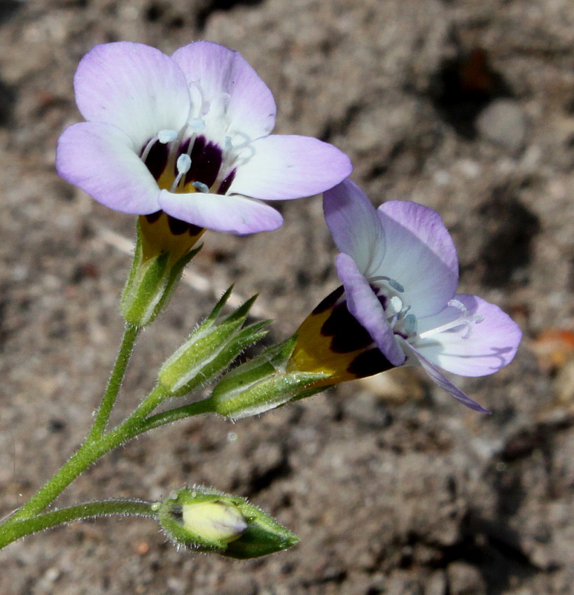 Изображение особи Gilia tricolor.