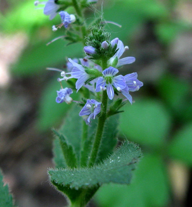 Изображение особи Veronica officinalis.