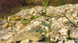 Linaria genistifolia. Соплодие. Краснодарский край, Крымский р-н, окр. ст. Неберджаевская, р. Богого. 14.10.2013.
