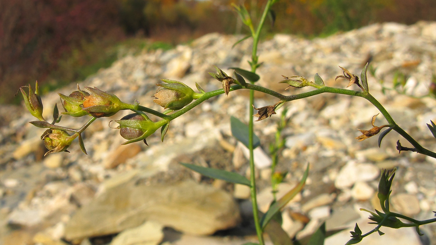 Изображение особи Linaria genistifolia.