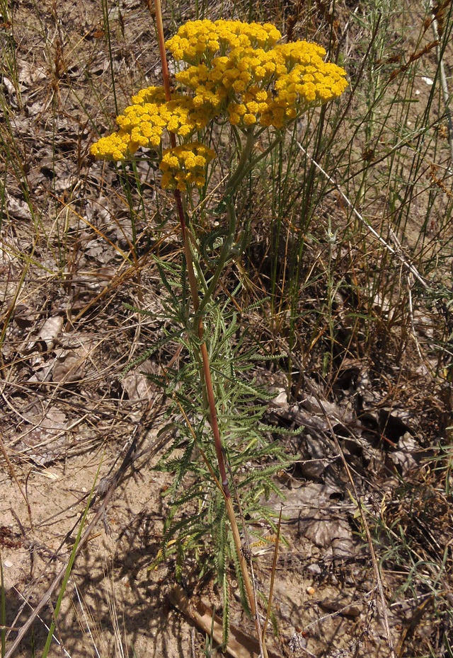 Image of Achillea micrantha specimen.