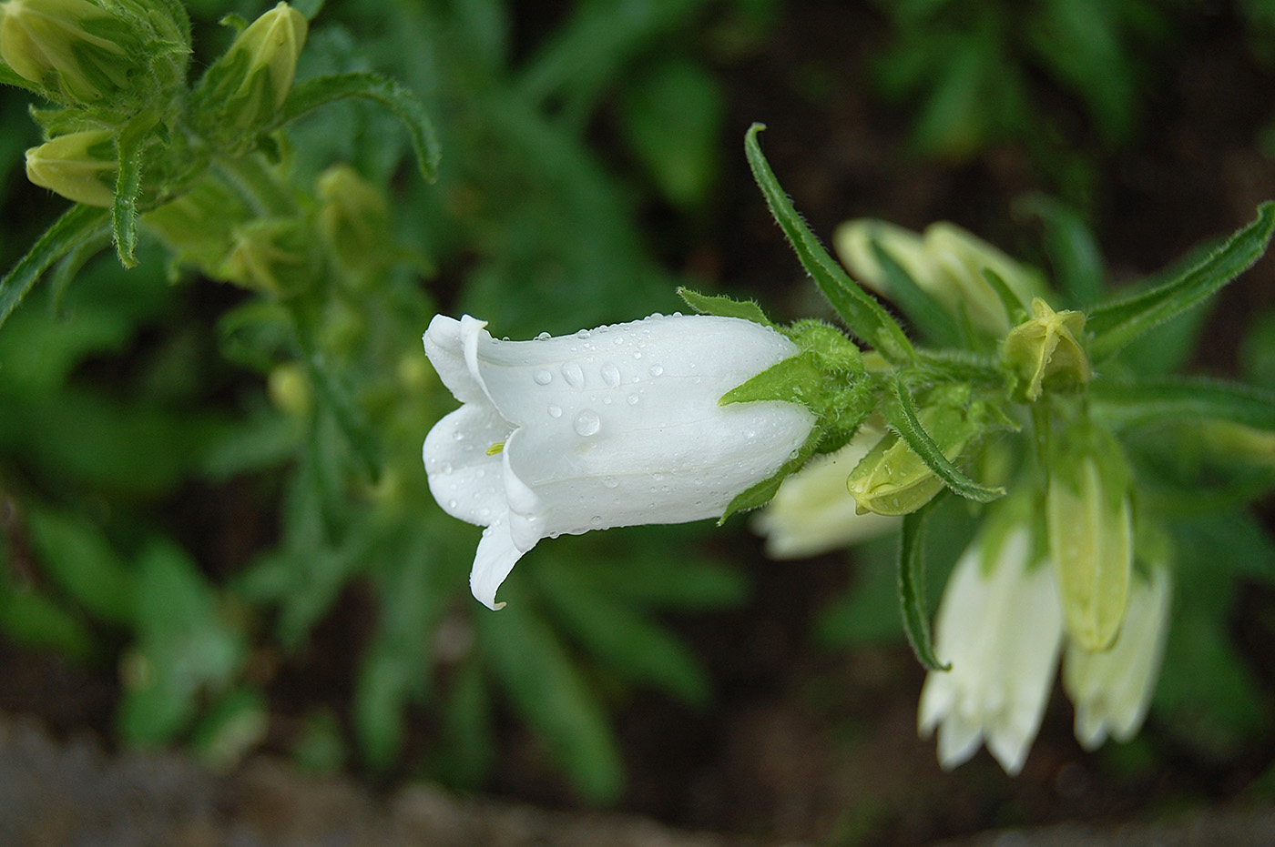 Изображение особи род Campanula.