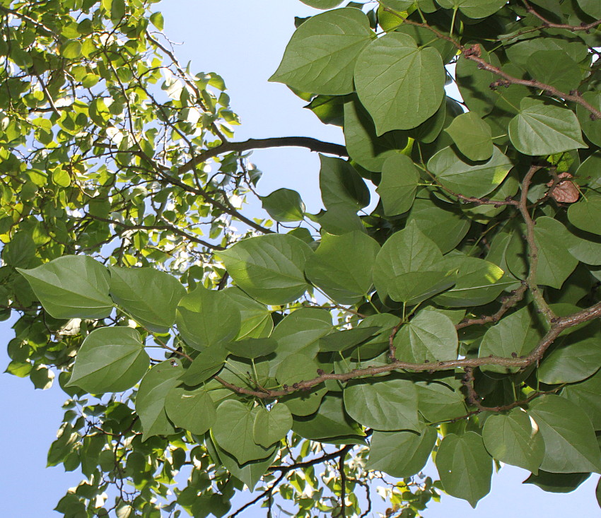 Image of Cercis chinensis specimen.