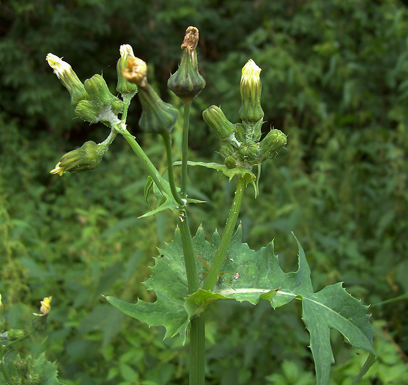 Image of Sonchus oleraceus specimen.