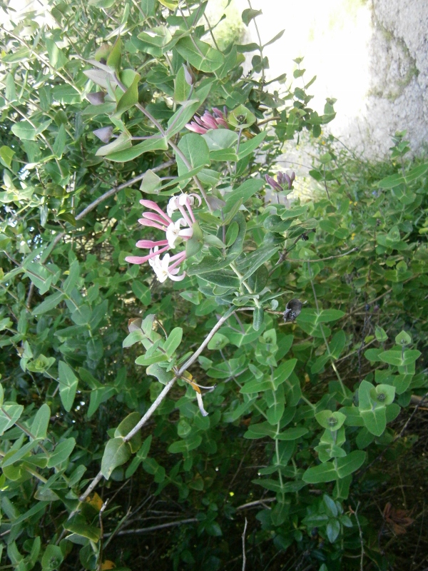 Image of Lonicera implexa specimen.