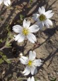 Cerastium jenisejense