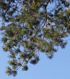 Pinus sylvestris. Ветвь нижней части кроны. Германия, г. Bad Lippspringe, Kurwald. 31.01.2014.
