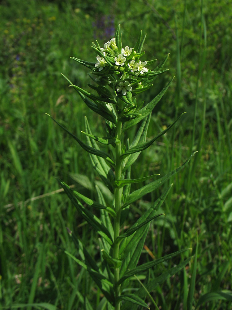 Image of Lithospermum officinale specimen.