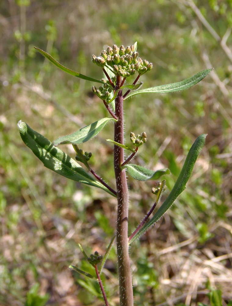 Изображение особи Arabidopsis arenosa.