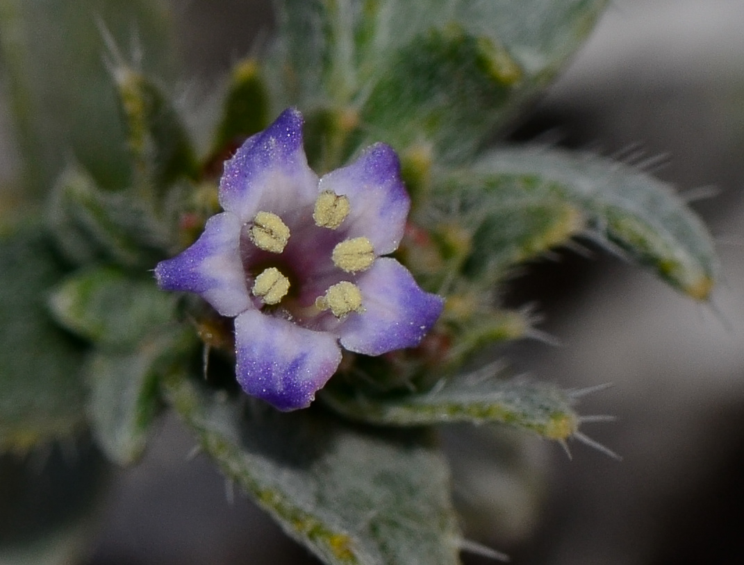 Image of Moltkiopsis ciliata specimen.