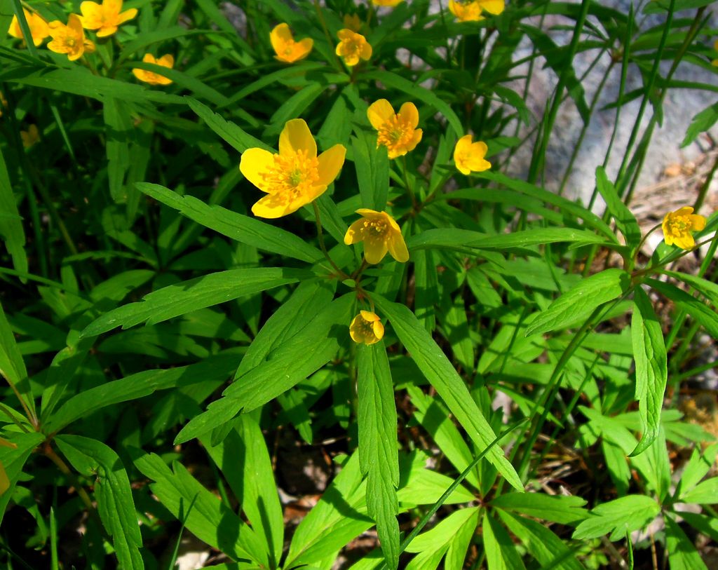 Image of Anemone jenisseensis specimen.