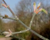 Acer cissifolium