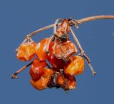 genus Viburnum. Соплодие с прошлогодними плодами. Германия, г. Дюссельдорф, Ботанический сад университета. 13.03.2014.