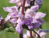 Phlomoides tuberosa