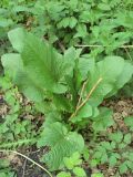 Rumex sylvestris