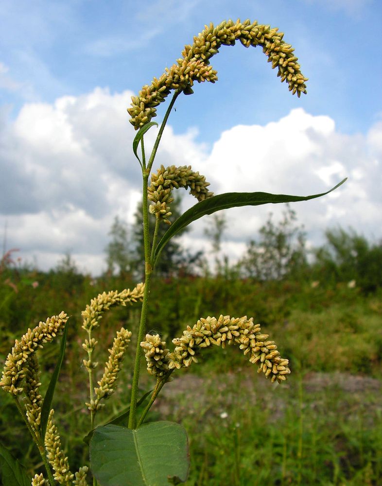 Image of genus Persicaria specimen.