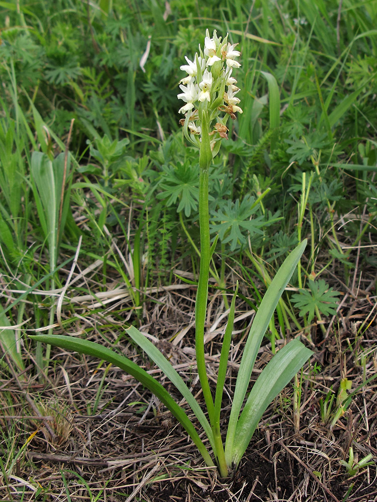 Изображение особи Dactylorhiza romana ssp. georgica.