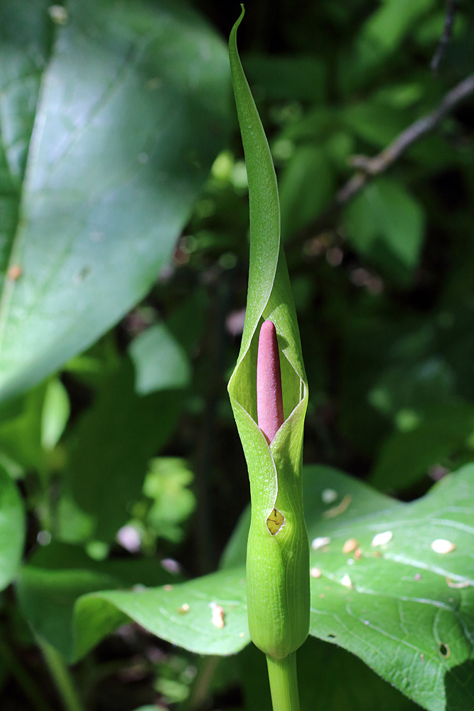 Изображение особи Arum korolkowii.