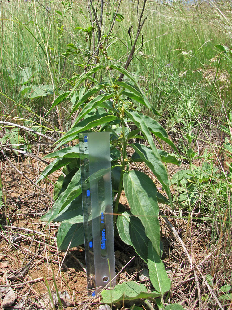 Image of Vincetoxicum maeoticum specimen.