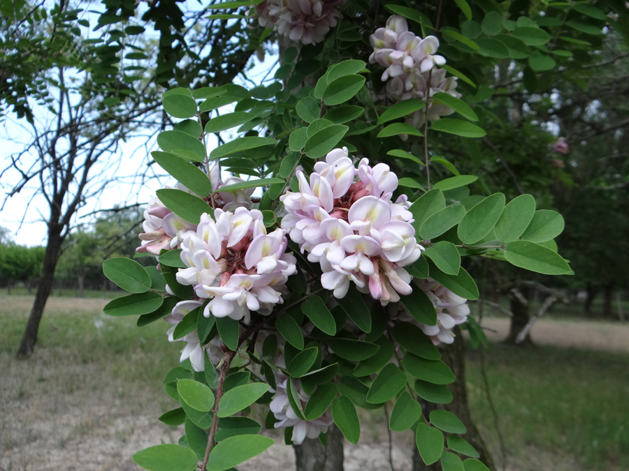 Image of Robinia viscosa specimen.