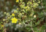 Potentilla argentea