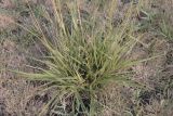 Festuca regeliana