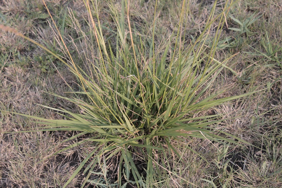 Image of Festuca regeliana specimen.