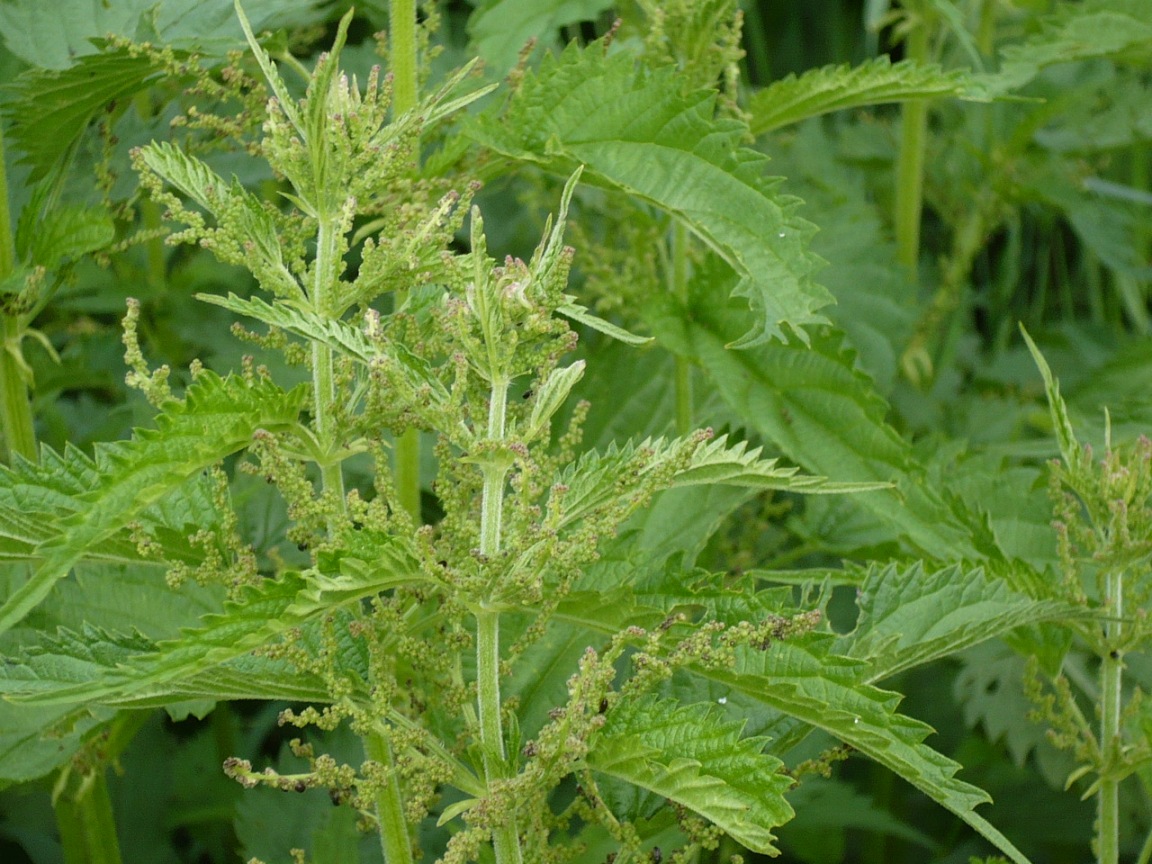 Image of Urtica galeopsifolia specimen.