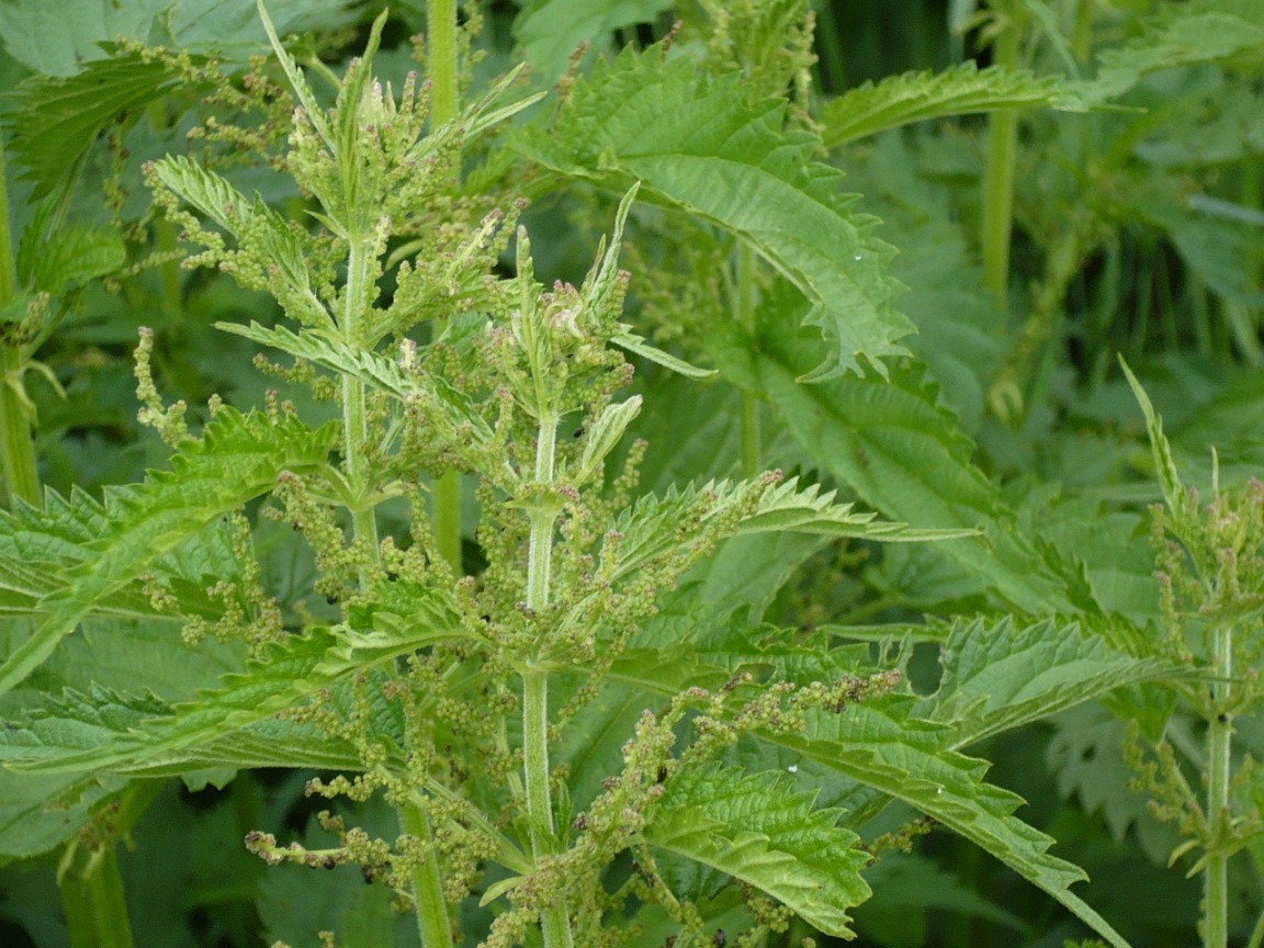 Изображение особи Urtica galeopsifolia.