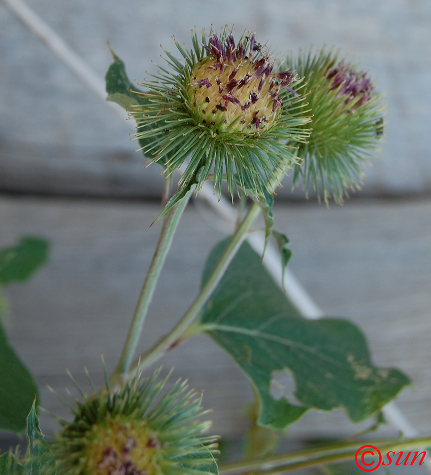 Изображение особи Arctium lappa.