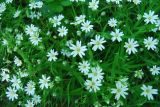 Stellaria holostea