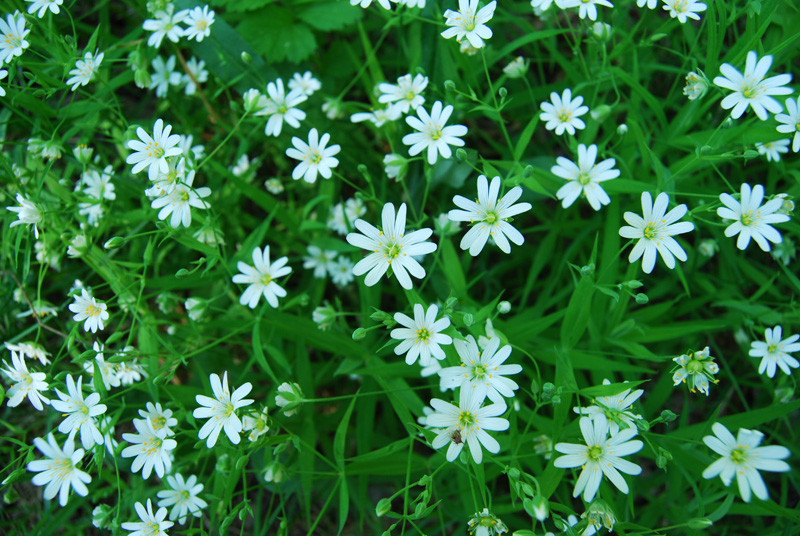 Image of Stellaria holostea specimen.