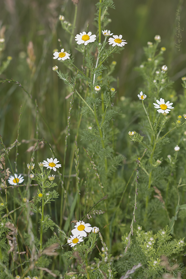 Изображение особи Anthemis cotula.