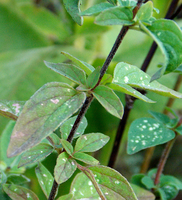 Изображение особи Origanum vulgare ssp. viride.