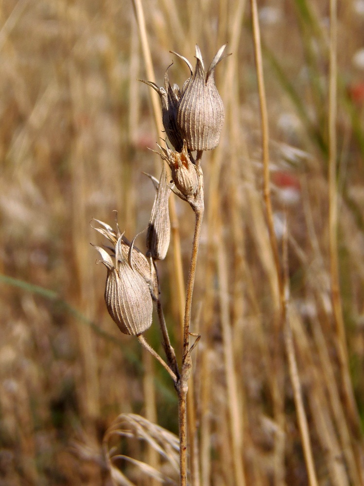 Image of Pleconax subconica specimen.