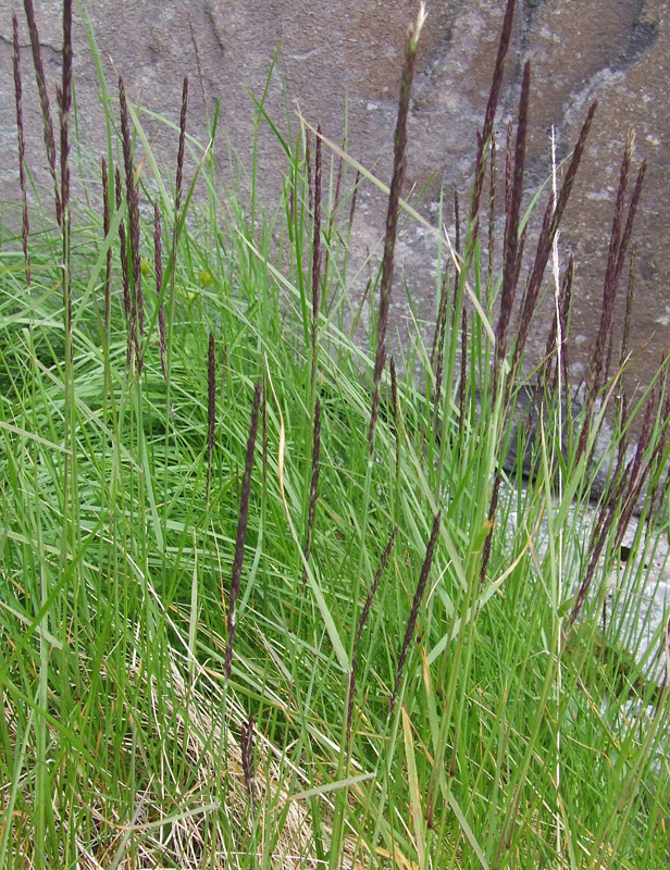 Изображение особи род Calamagrostis.