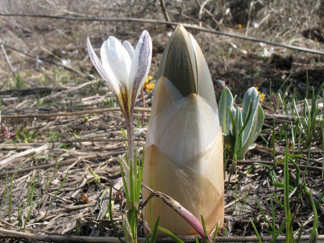 Image of Eremurus regelii specimen.