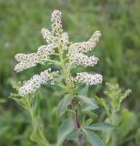 Sibiraea altaiensis