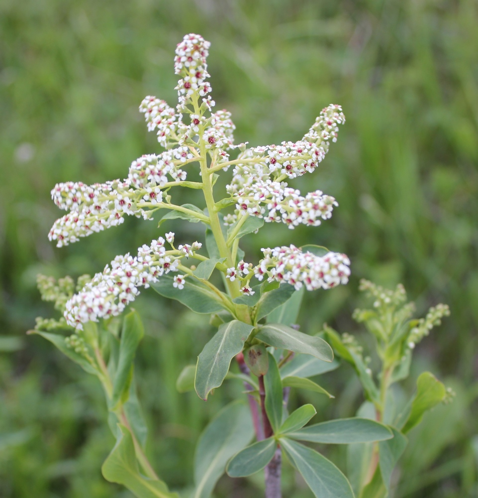 Изображение особи Sibiraea altaiensis.