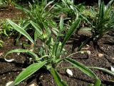 Gazania rigens. Молодые растения. Латвия, Рига, Ботанический сад Латвийского университета, участок непрерывного цветения. 01.08.2014.