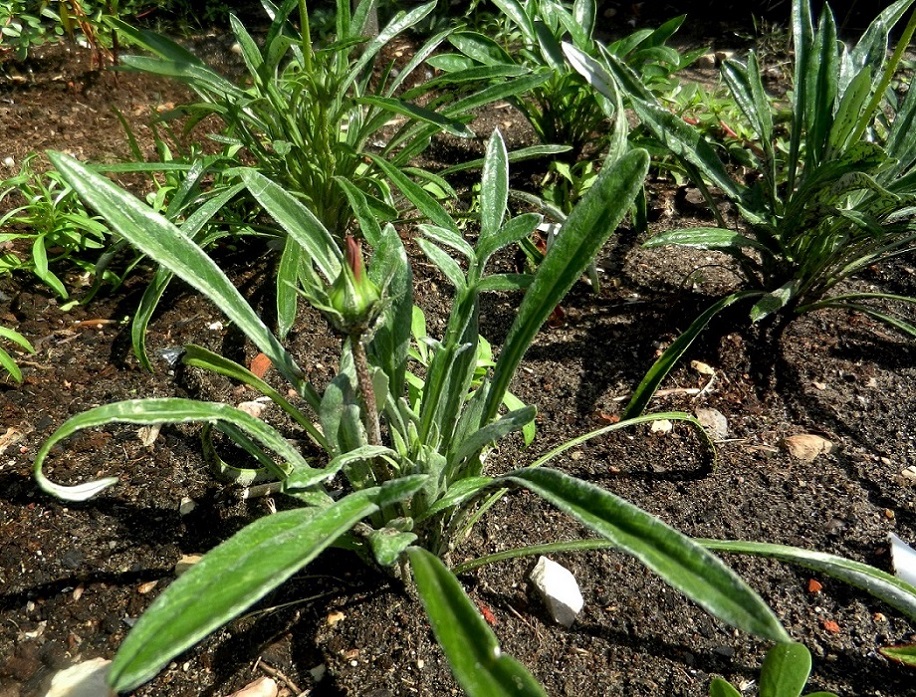 Image of Gazania rigens specimen.