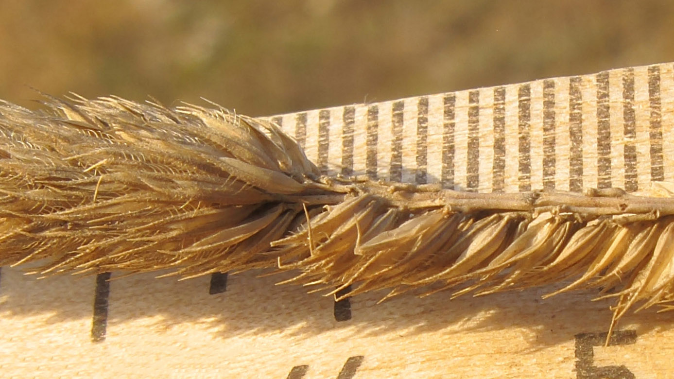 Изображение особи Phleum montanum.