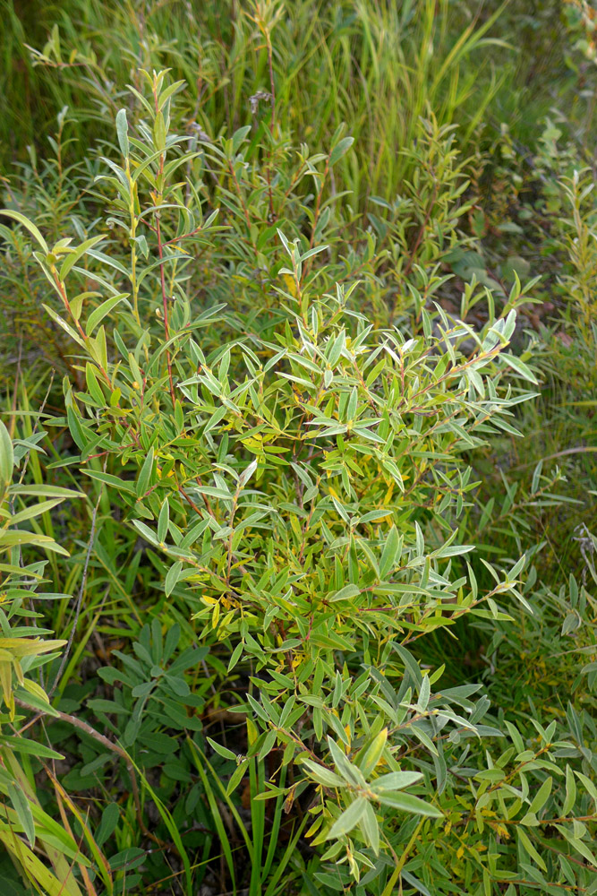 Image of Salix brachypoda specimen.