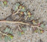Euphorbia peplis. Обратная сторона ветви с плодами. Греция, Халкидики, с. Неа Потидеа (Νέα Ποτίδαια), пляж. 27.10.2014.