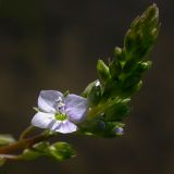 Veronica anagallis-aquatica. Соцветие на одном из боковых побегов. Киев, берег Святошинского озера. 7 июня 2009 г.