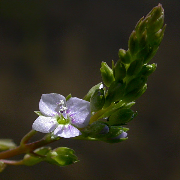 Image of Veronica anagallis-aquatica specimen.